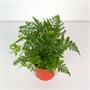 Даваллия mariesii (9/20-25) SKU-2000000031729