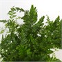 Даваллия mariesii (9/20-25) SKU-2000000031729