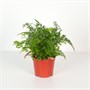 Даваллия mariesii (9/20-25) SKU-2000000031729