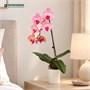 Фаленопсис Prosperity (7/40-65) SKU-2000000032337