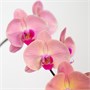 Фаленопсис Prosperity (7/40-65) SKU-2000000032337