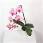 Фаленопсис Prosperity (7/40-65) SKU-2000000032337