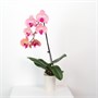 Фаленопсис Prosperity (7/40-65) SKU-2000000032337