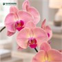 Фаленопсис Prosperity (7/40-65) SKU-2000000032337