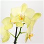 Фаленопсис Mira (9/50-70) SKU-2000000032245