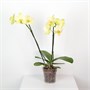 Фаленопсис Mira (9/50-70) SKU-2000000032245