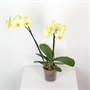 Фаленопсис Mira (9/50-70) SKU-2000000032245