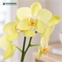 Фаленопсис Mira (9/50-70) SKU-2000000032245