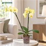 Фаленопсис Mira (9/50-70) SKU-2000000032245