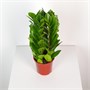 Замиокулькас (14/40) SKU-2000000031880