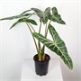 Алоказия longiloba (16/45-50) SKU-2000000031750