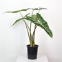 Алоказия longiloba (16/45-50) SKU-2000000031750