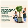 Пересадка растений с выездом на дом 10283