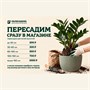 Пересадка растений в магазине 10284