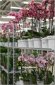 Фаленопсис 10023